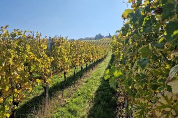 Weinreben am Schönberg